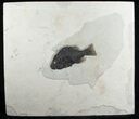 Excellent Priscacara Fish Fossil #5970-2